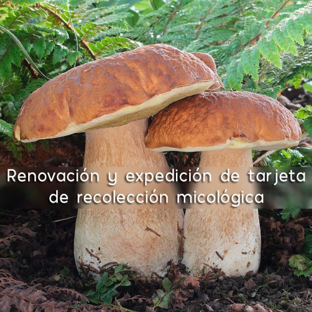 Fiesta de las Victorias 2025