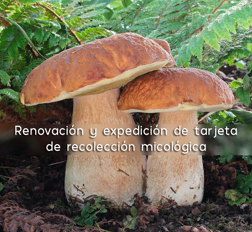 Fiesta de las Victorias 2025